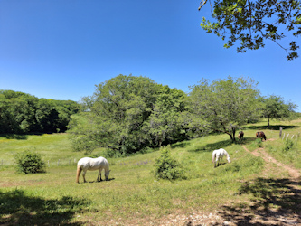 Reitferien Frankreich